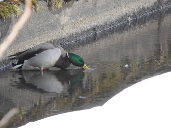 未同定 キトウシ森林公園 2016年5月6日(金)