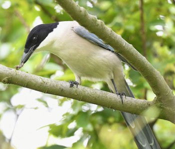 2021年5月22日(土) 葛西臨海公園の野鳥観察記録