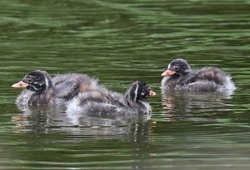 カイツブリ 葛西臨海公園 2021年5月22日(土)