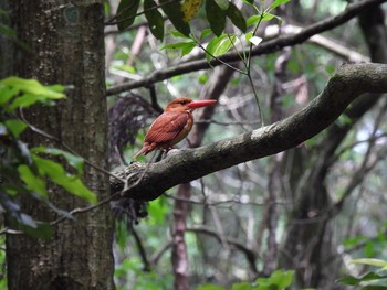 Ruddy Kingfisher 春日山原始林 Sun, 6/20/2021