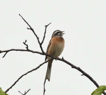 2021年5月18日(火) 小宮公園(八王子)の野鳥観察記録