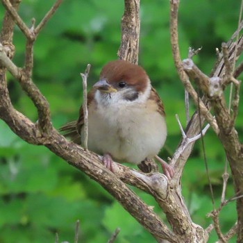 2021年6月20日(日) 多摩川二ヶ領宿河原堰の野鳥観察記録