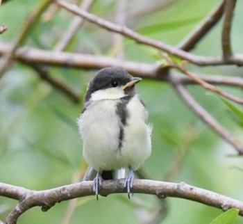 シジュウカラ 四季の森公園(横浜市緑区) 2021年5月16日(日)