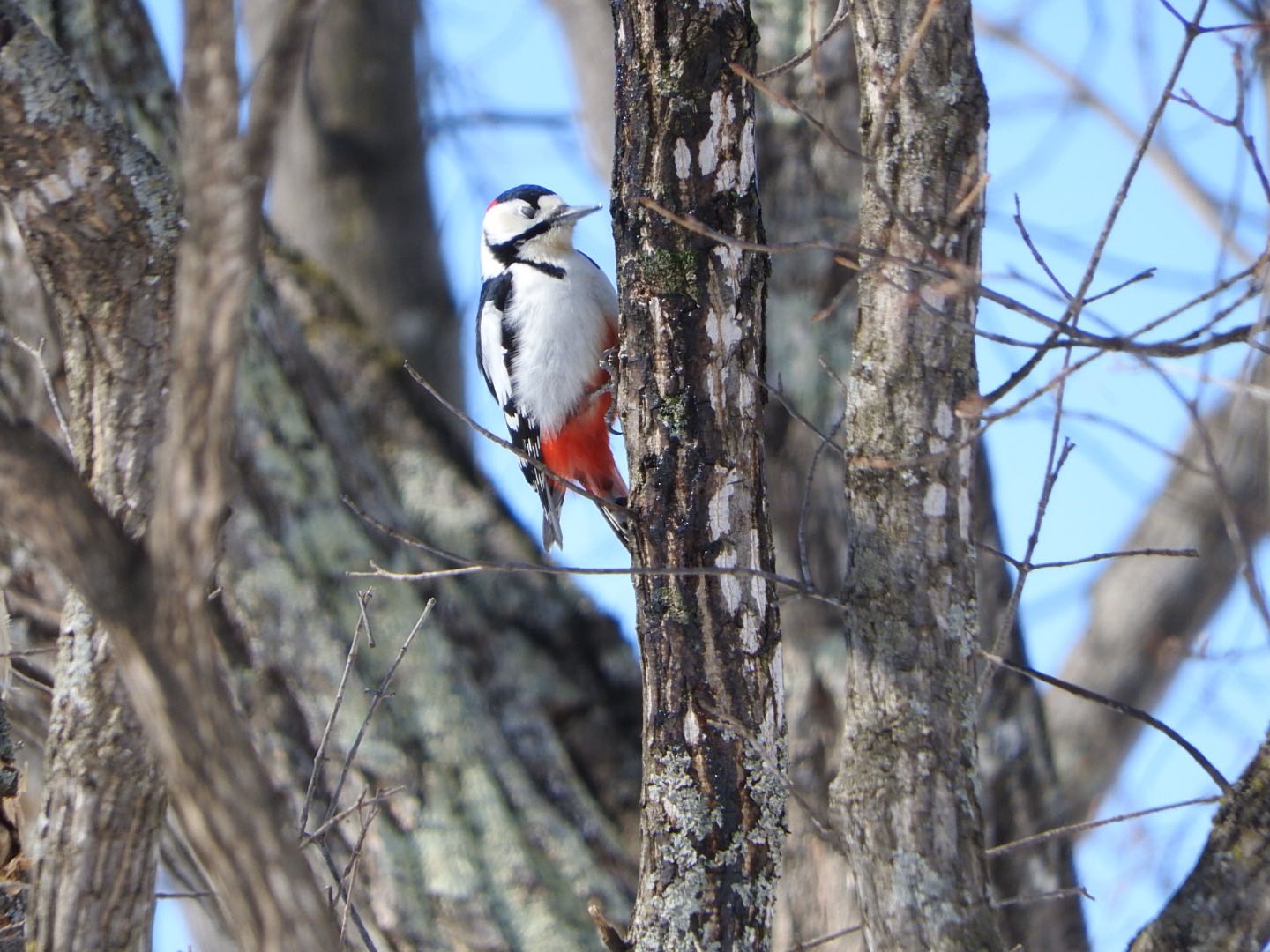 Great Spotted Woodpecker(japonicus)