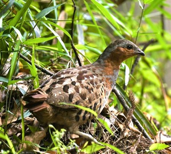 2021年5月15日(土) 瀬上市民の森の野鳥観察記録