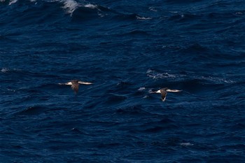 オオハム 城ヶ島 2017年3月22日(水)