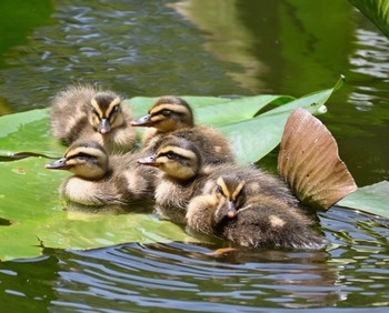 2021年5月9日(日) 菊名池公園(神奈川県横浜市)の野鳥観察記録