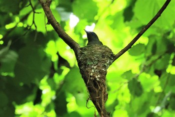 2021年6月20日(日) 早戸川林道の野鳥観察記録