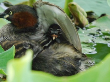 Little Grebe Isanuma Sun, 6/20/2021