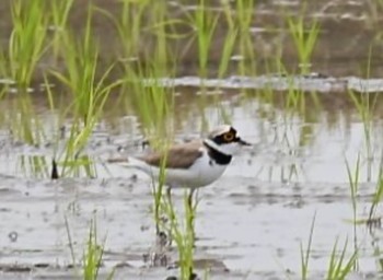 Little Ringed Plover Tonegawa Kojurin Park Sat, 5/8/2021