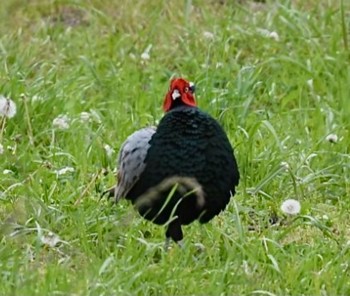 Green Pheasant Tonegawa Kojurin Park Sat, 5/8/2021