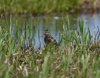 ヒバリ 利根川コジュリンこうえん 2021年5月8日(土)