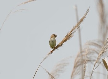 Zitting Cisticola Tonegawa Kojurin Park Sat, 5/8/2021