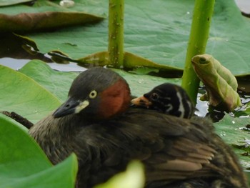 Little Grebe Isanuma Sun, 6/20/2021