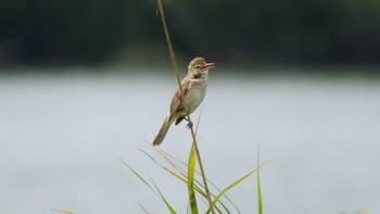 Oriental Reed Warbler 淀川河川公園 Sun, 6/20/2021