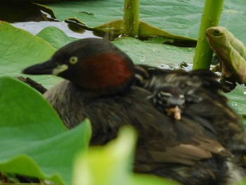 Little Grebe Isanuma Sun, 6/20/2021