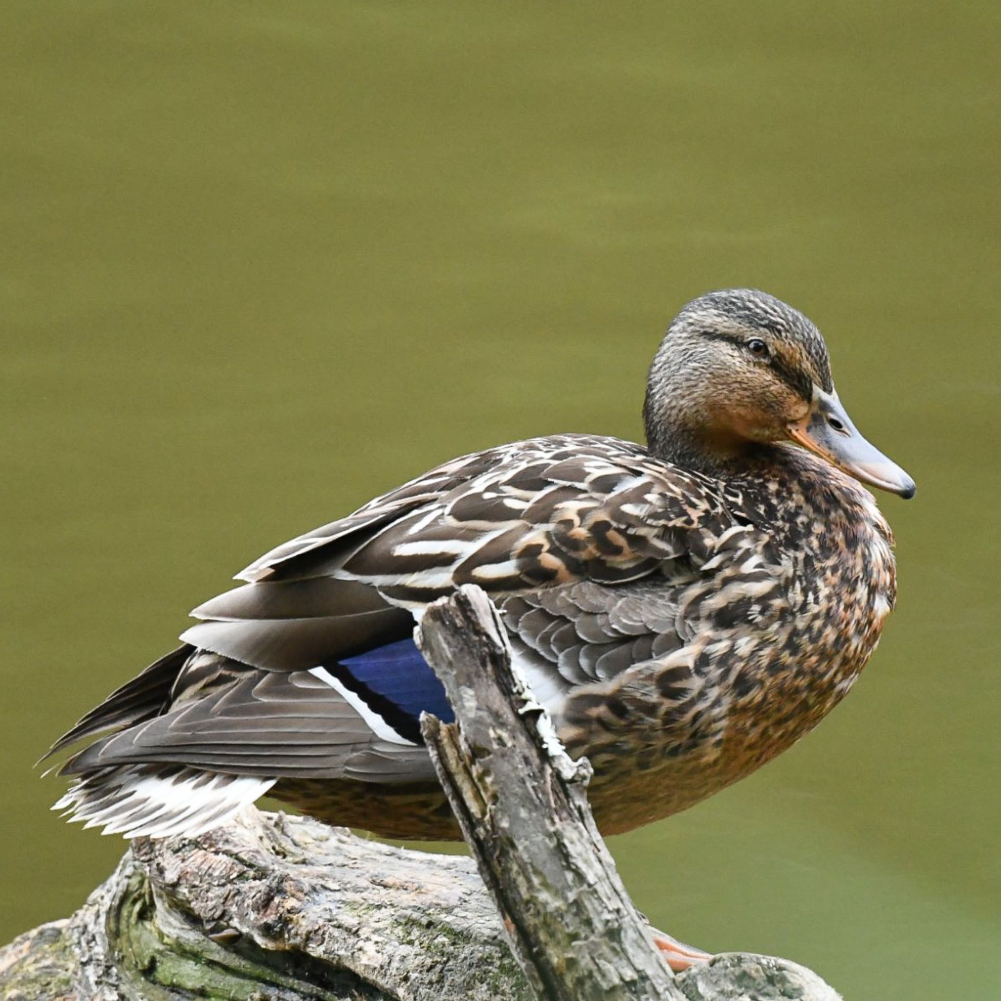 Mallard