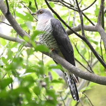 Wed, 5/5/2021 Birding report at Kodomo Shizen Park