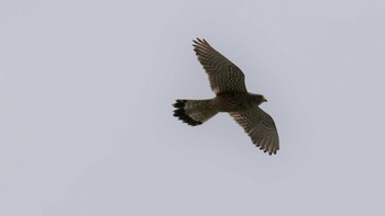 Common Kestrel 淀川河川公園 Sun, 6/20/2021