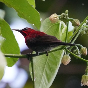 Crimson Sunbird Dairy Farm Nature Park Sun, 6/20/2021