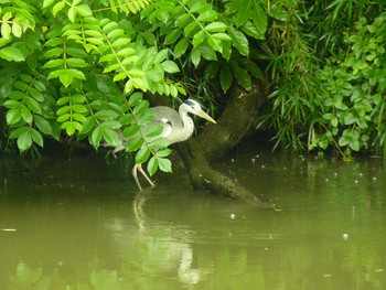 2021年6月19日(土) 菖蒲園の野鳥観察記録