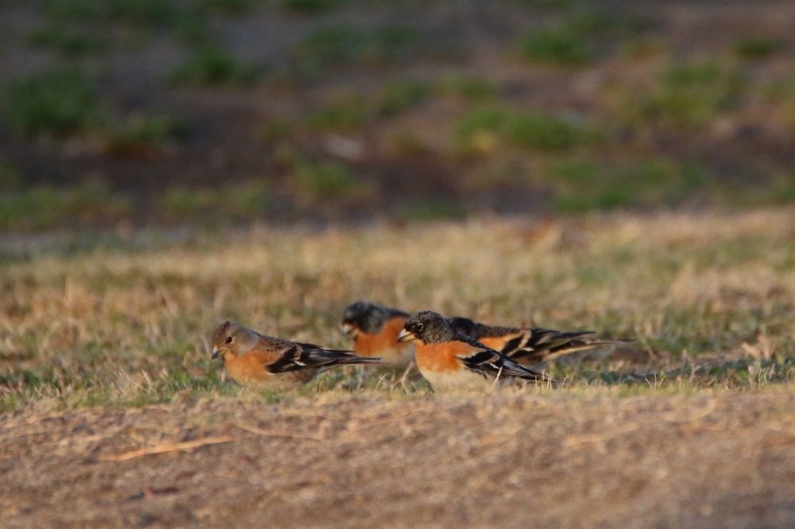 Photo of Brambling at 鴻巣市