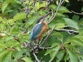 2021年6月20日(日) 三ツ池公園(横浜市鶴見区)の野鳥観察記録