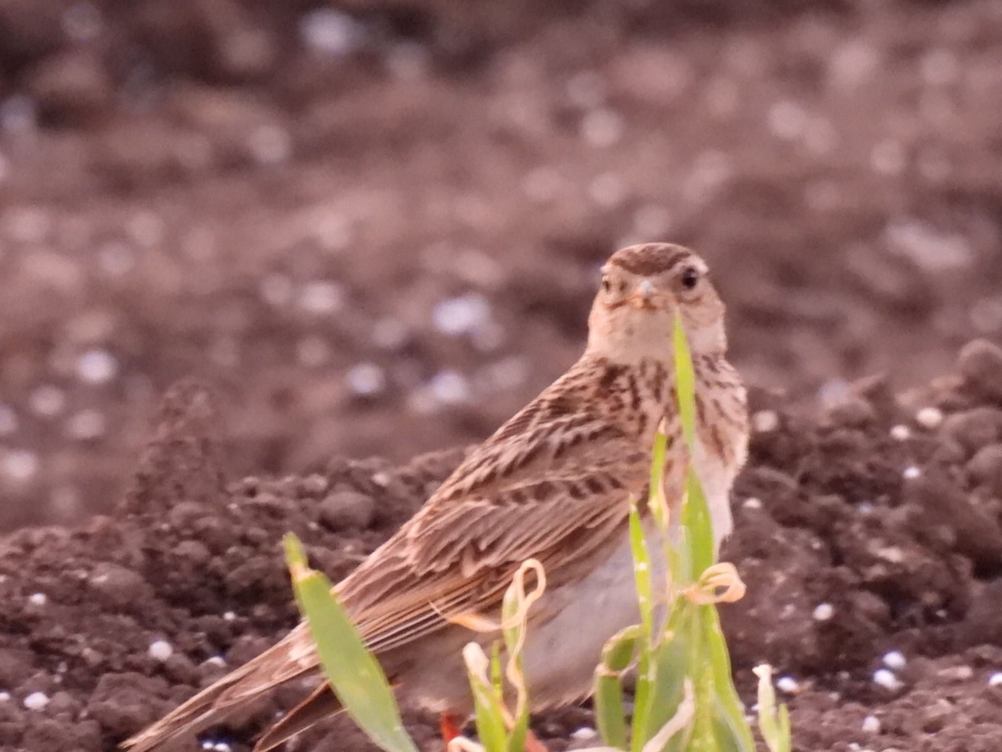 Eurasian Skylark