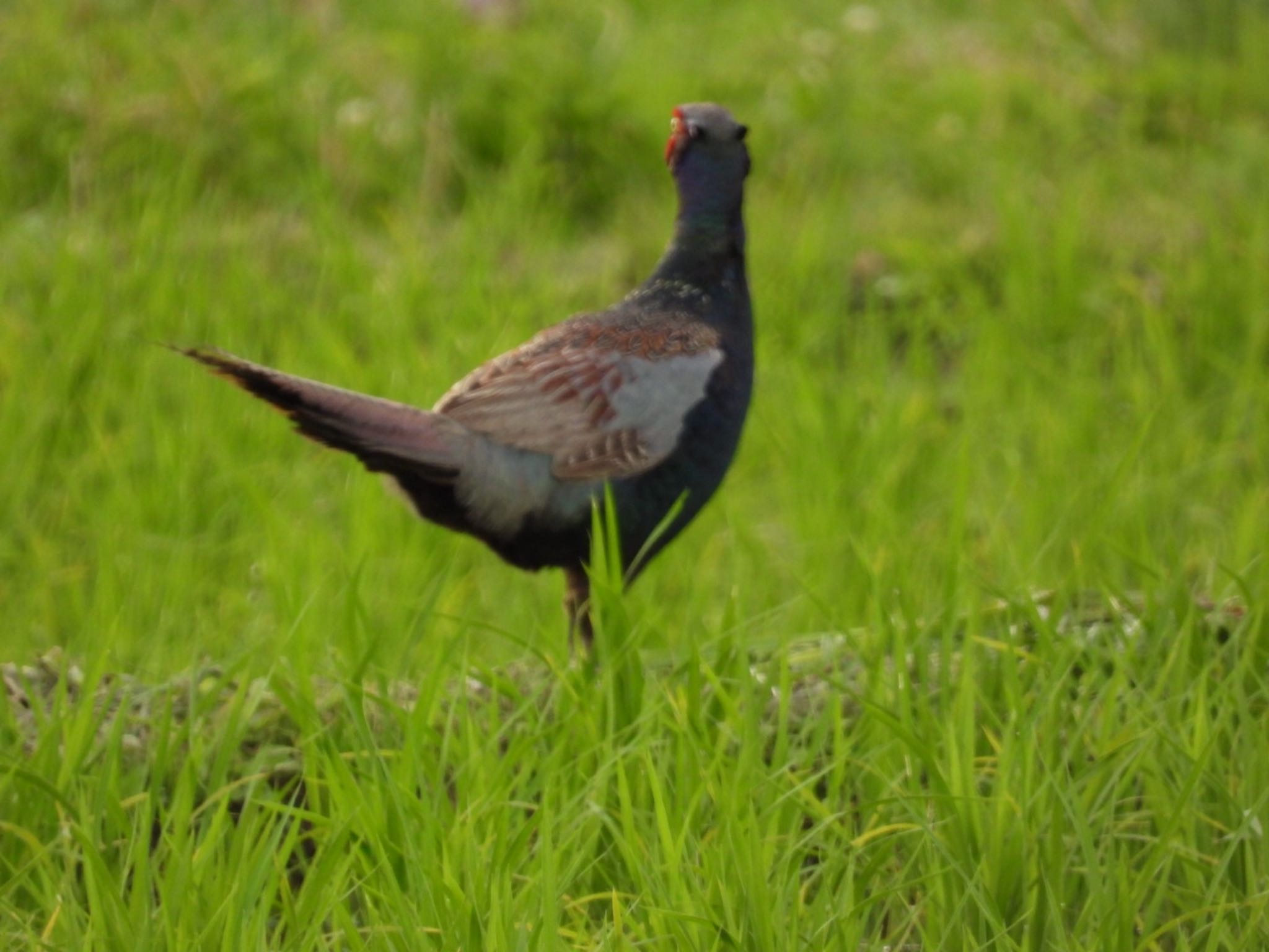 Green Pheasant