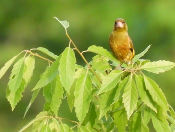 2021年6月20日(日) 片品村の野鳥観察記録