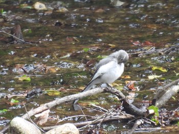 2021年6月20日(日) 吹き割りの滝の野鳥観察記録