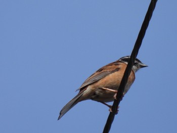 Meadow Bunting 赤谷湖 Sun, 6/20/2021