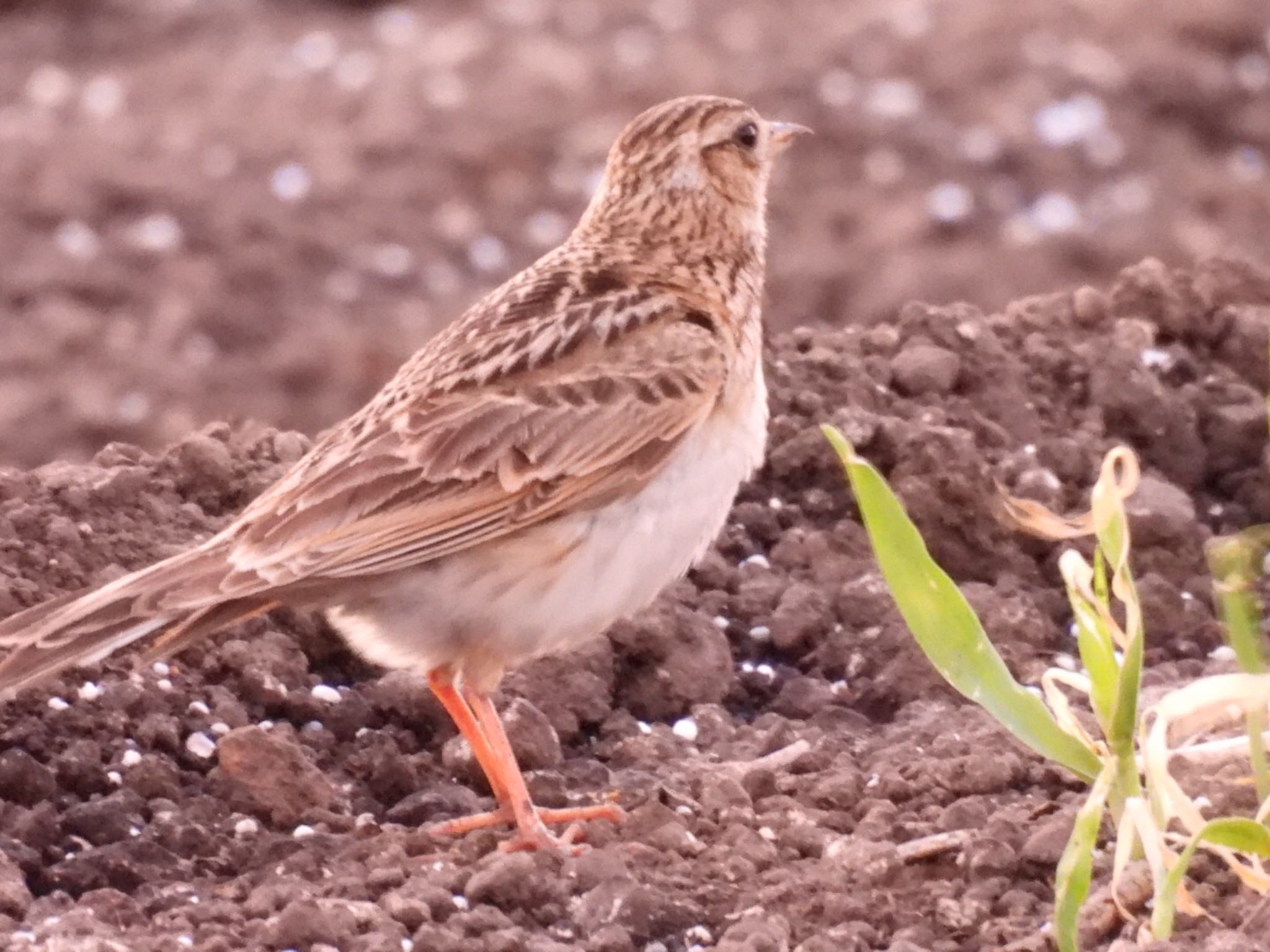 Eurasian Skylark