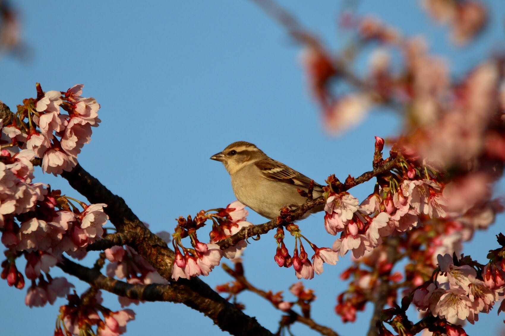 Photo of Russet Sparrow at 鴻巣市