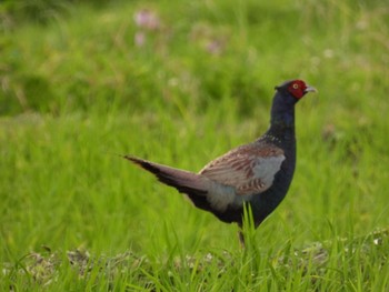 2021年6月20日(日) 猿ヶ京温泉の野鳥観察記録