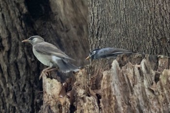 White-cheeked Starling Unknown Spots Sun, 6/20/2021