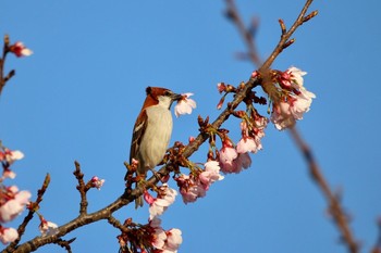 ニュウナイスズメ 鴻巣市 2017年3月22日(水)