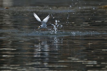 コアジサシ 多摩川 2021年5月8日(土)