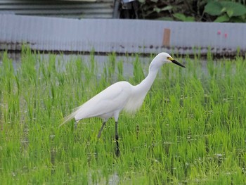 チュウサギ 大阪府 2021年6月20日(日)