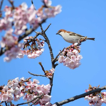 ニュウナイスズメ 鴻巣市 2017年3月22日(水)