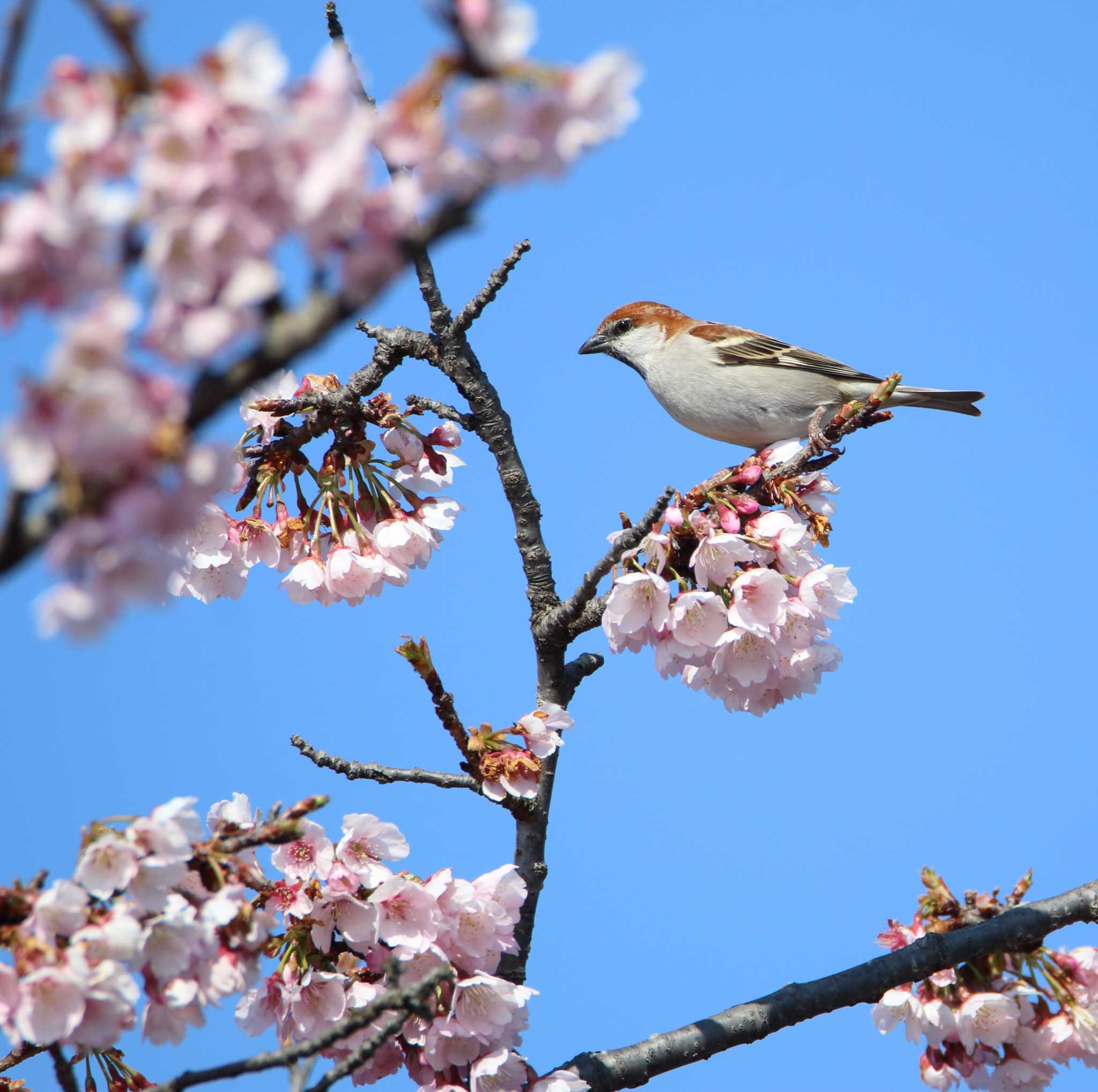 ニュウナイスズメと寒桜 by tokky