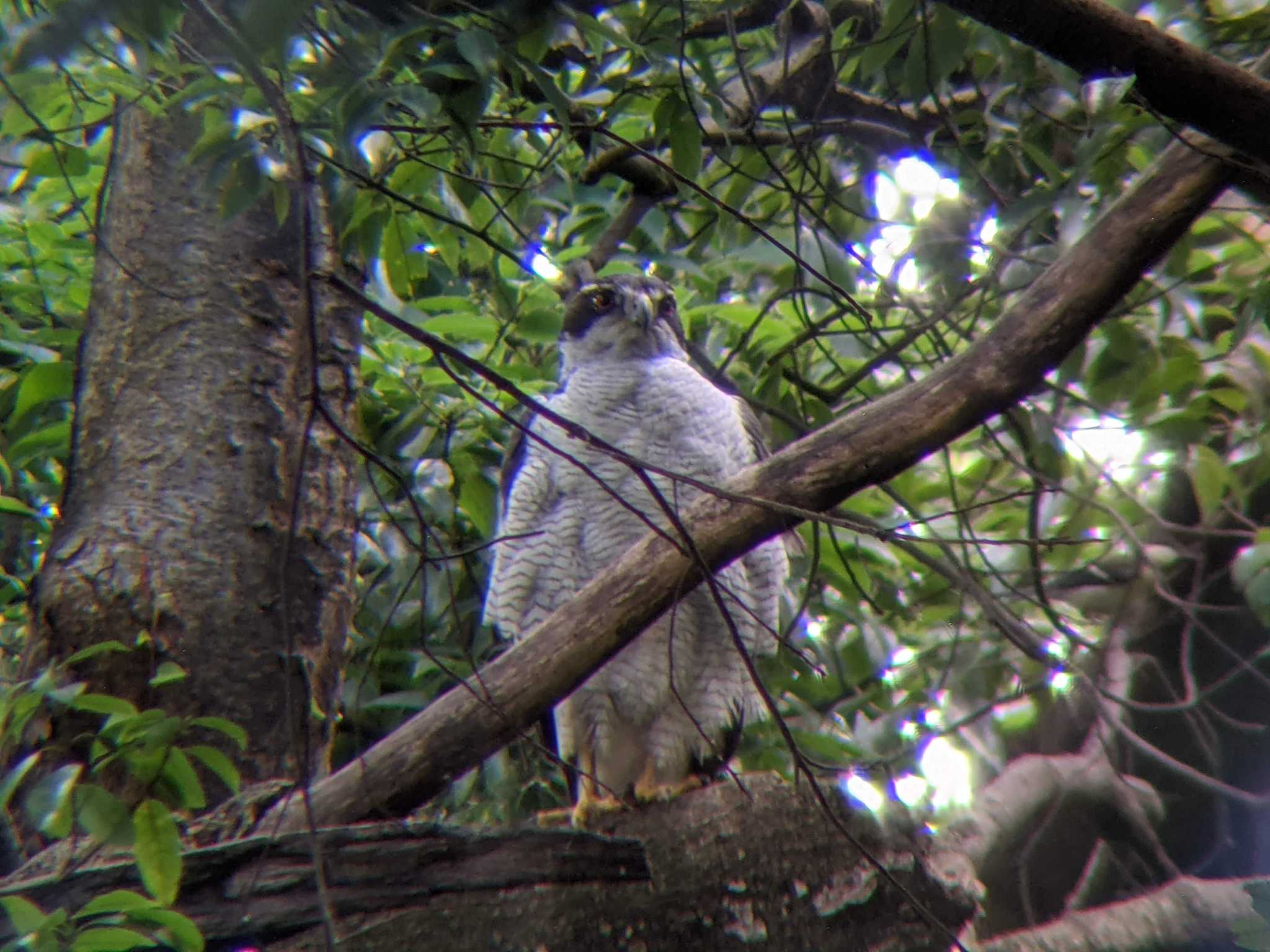 石神井公園 オオタカの写真 by Sweet Potato