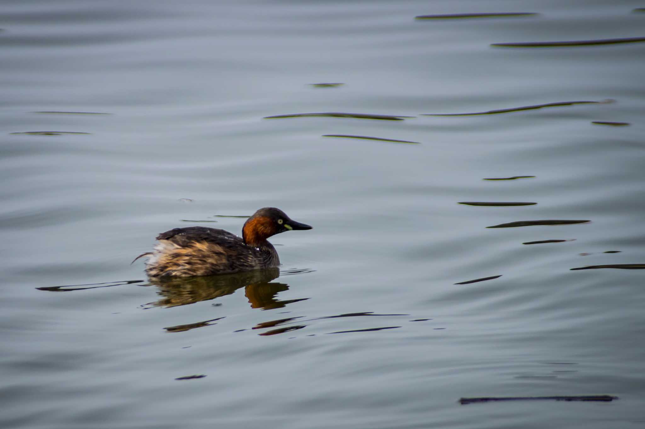 Photo of Little Grebe at Oizumi Ryokuchi Park by tatsuya