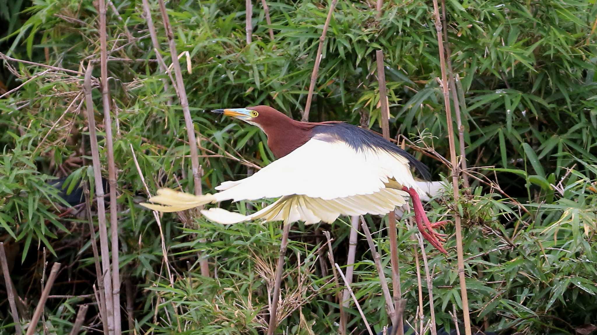 茨城県 アカガシラサギの写真 by k honma