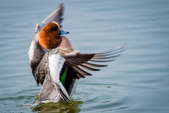 Eurasian Wigeon Oizumi Ryokuchi Park Mon, 3/20/2017