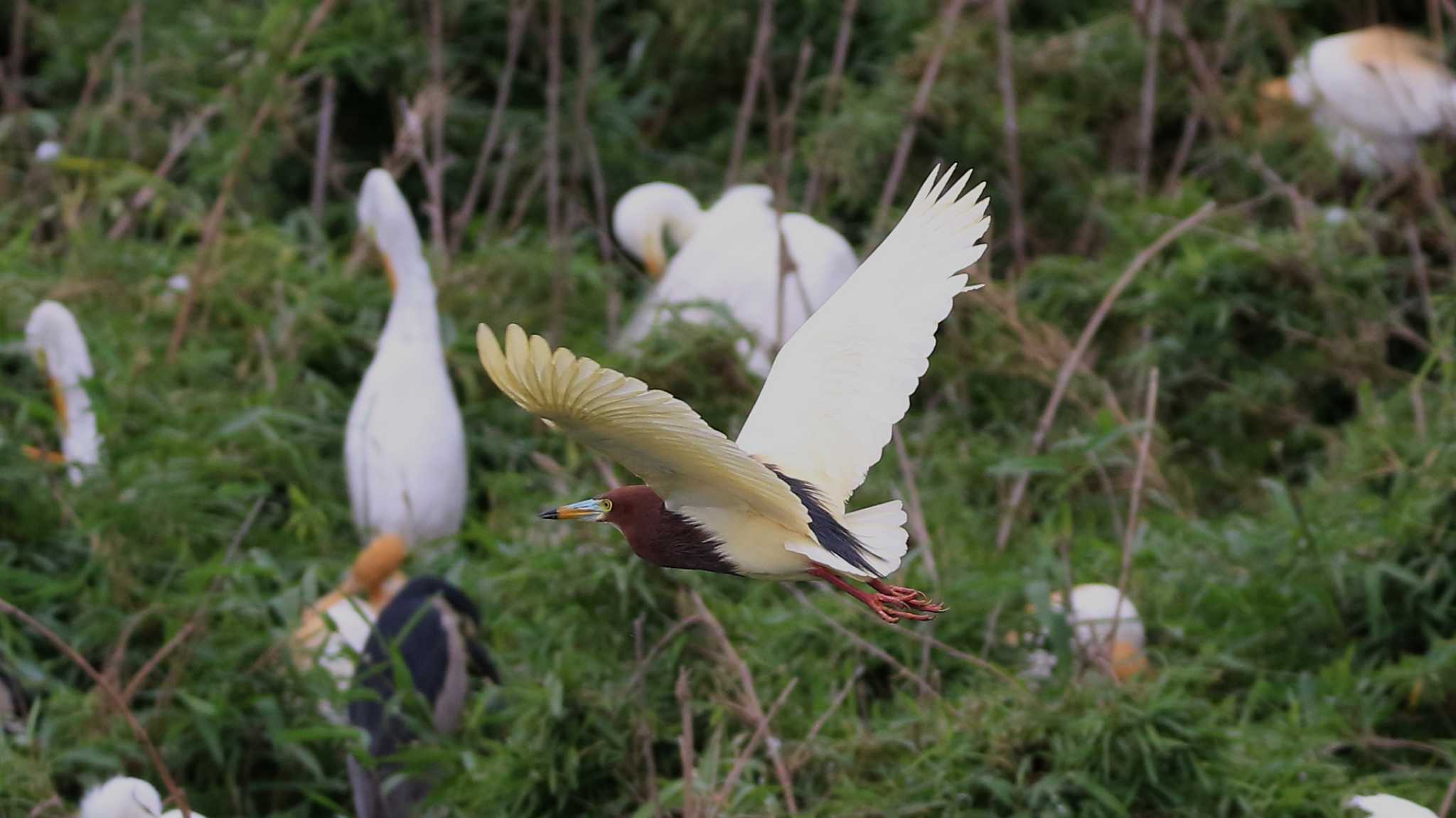 茨城県 アカガシラサギの写真