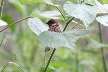 Eurasian Tree Sparrow 夙川河川敷公園 Sat, 5/22/2021