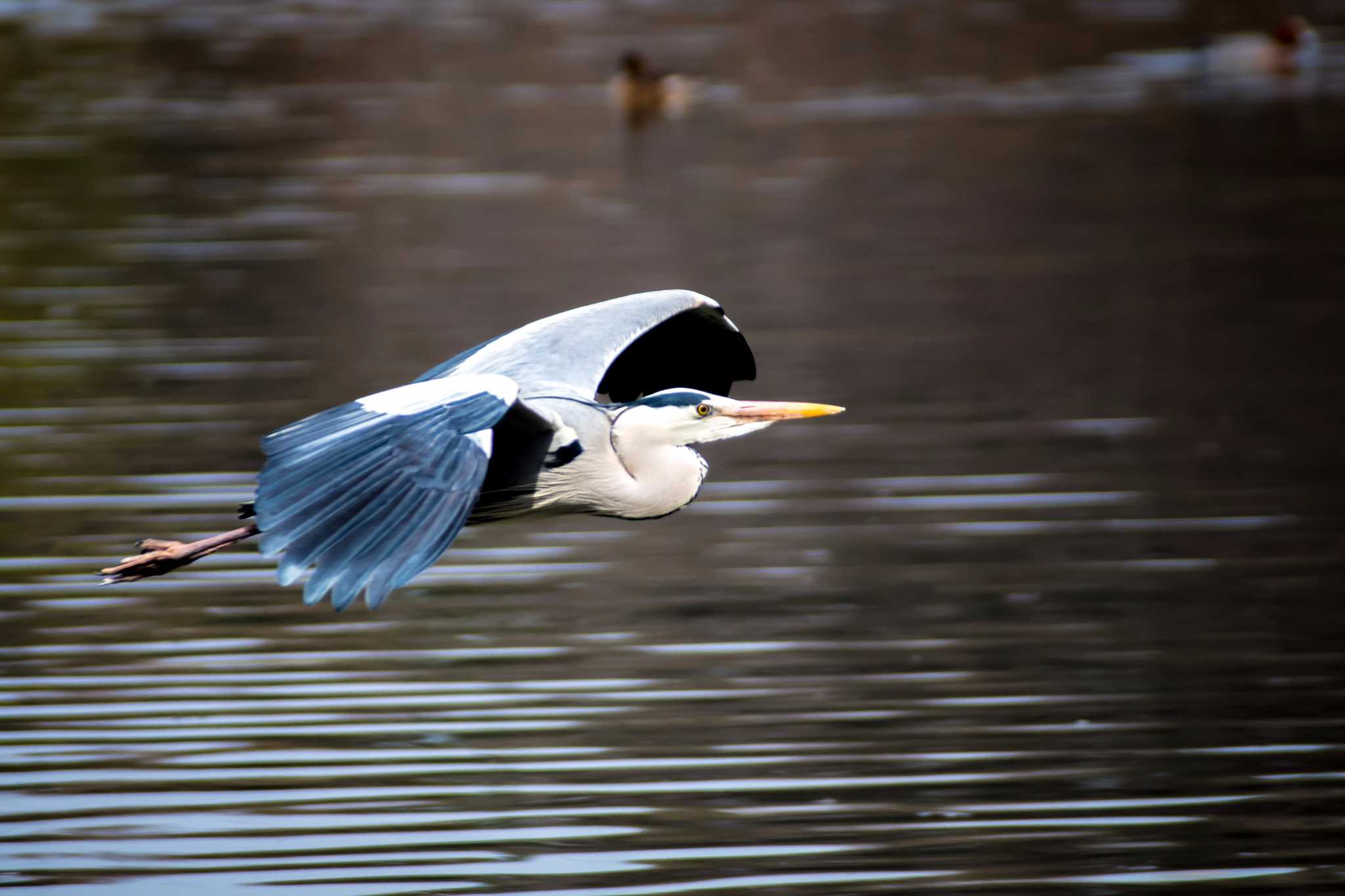 Photo of Grey Heron at Oizumi Ryokuchi Park by tatsuya