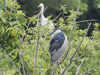 2021年6月18日(金) 勅使池(豊明市)の野鳥観察記録