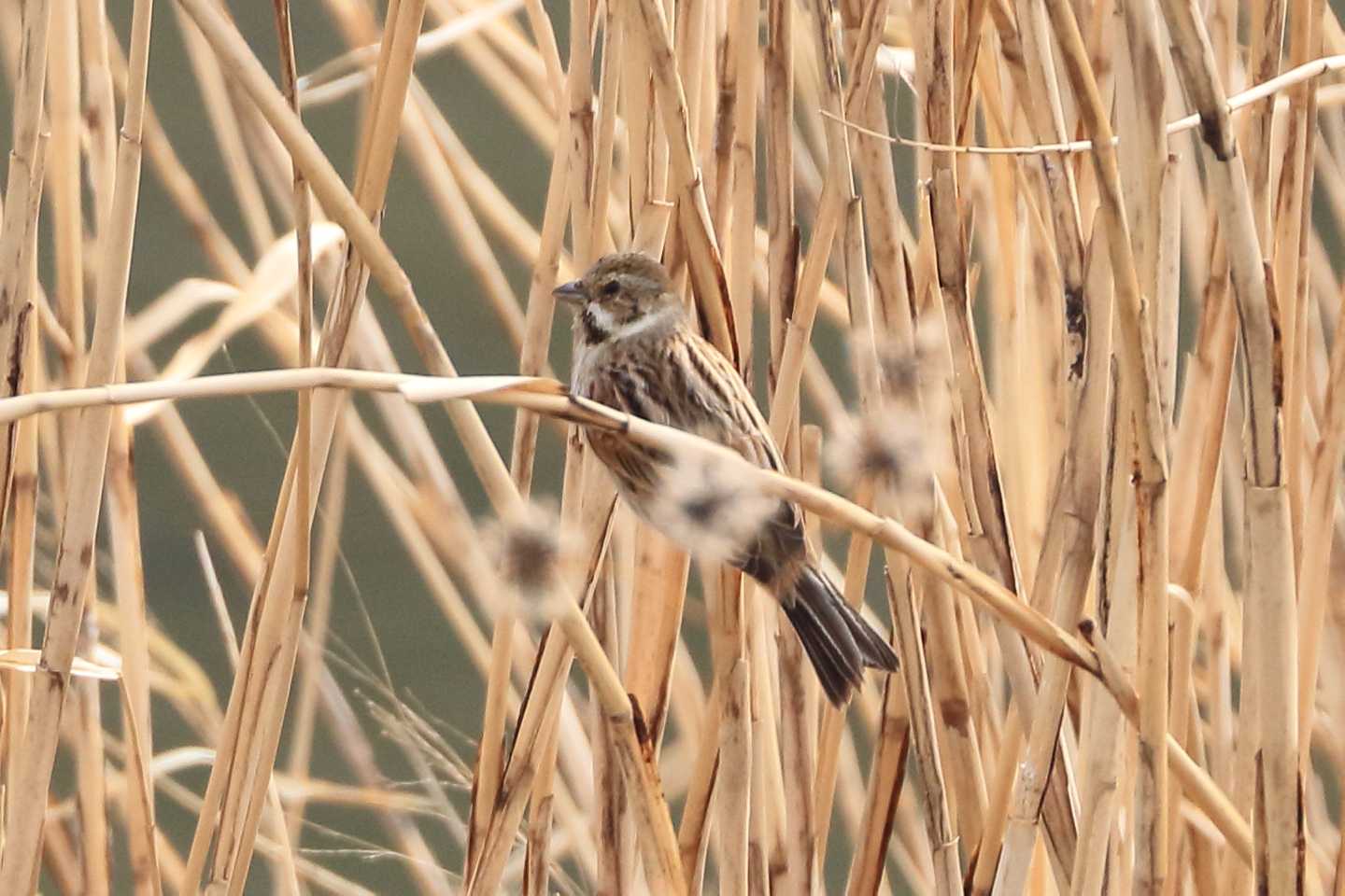 Photo of Common Reed Bunting at 愛知県